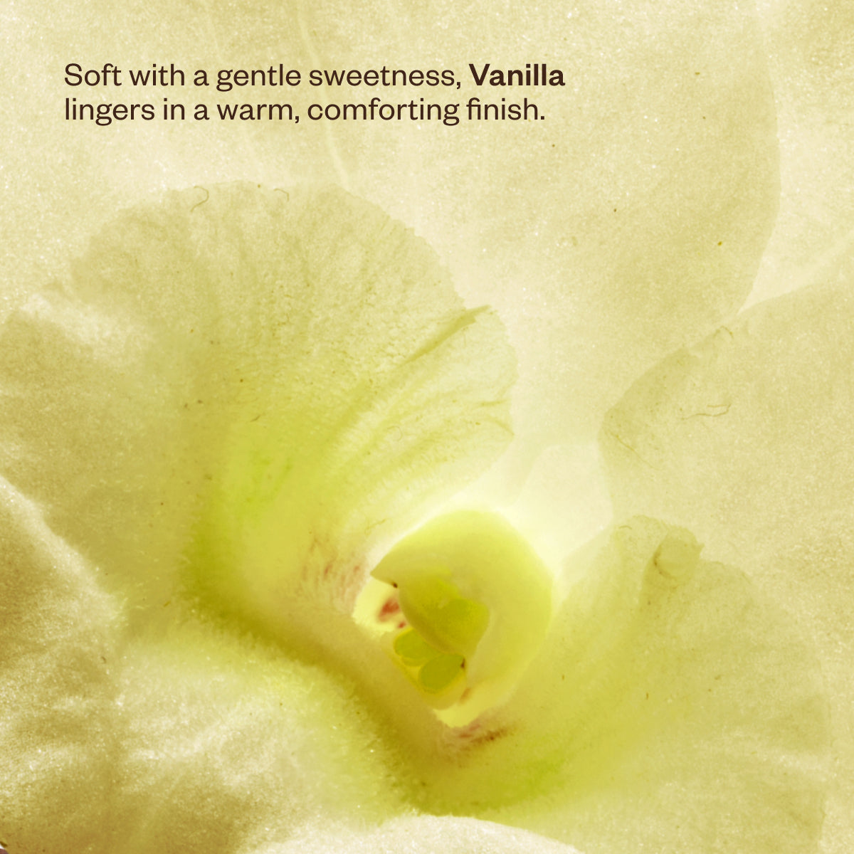 Wanderlust Diffuser Duo